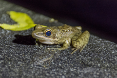 Chalcorana chalconota