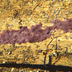 Phlebiopsis crassa