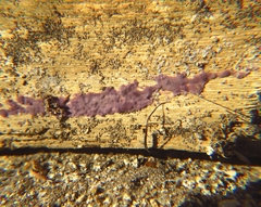Phlebiopsis crassa