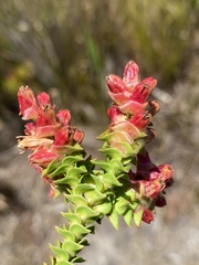Penaea mucronata