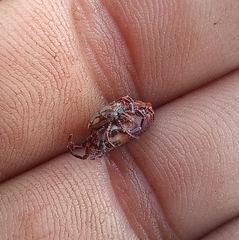 Amblyomma hebraeum