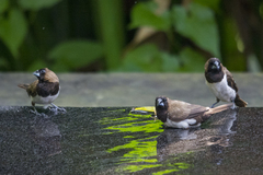 Lonchura leucogastroides