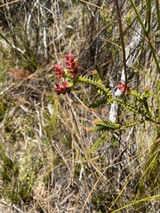 Penaea mucronata