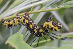 Tinolius eburneigutta