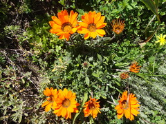 Gazania pectinata