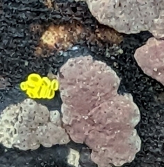 Calycina claroflava