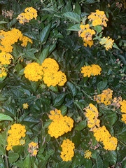 Achillea filipendulina