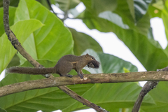 Callosciurus notatus