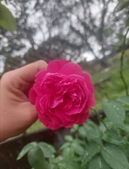 Rosa
