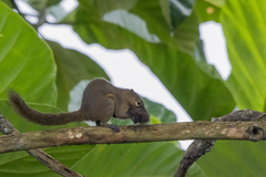 Callosciurus notatus