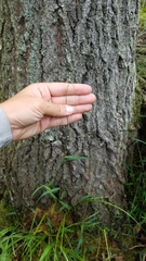 Kellochloa verrucosa