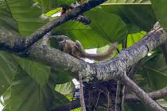 Callosciurus notatus