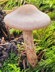 Cortinarius spilomeus