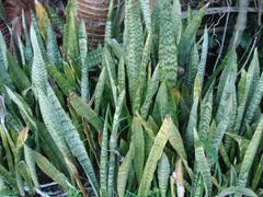 Sansevieria trifasciata