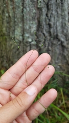 Kellochloa verrucosa