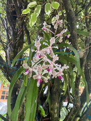 Vanda