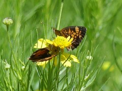 Phyciodes tharos