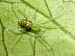 Dictynidae