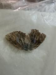 Surendra quercetorum