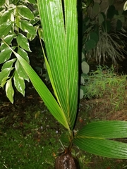 Arecoideae