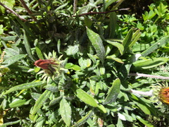 Gazania pectinata