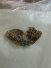 Surendra quercetorum