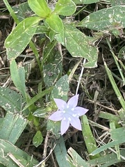 Richardia grandiflora