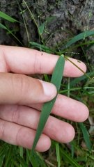 Kellochloa verrucosa