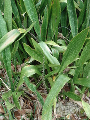 Sansevieria