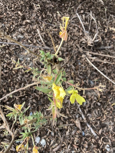 iNaturalist observation photo of tall evening primrose