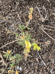 Oenothera elata