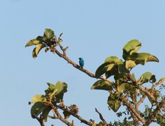 Tersina viridis