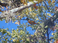 Chlorophonia elegantissima