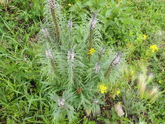 Leonurus glaucescens