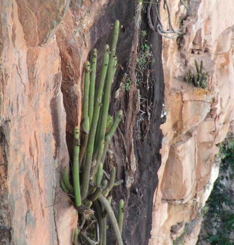Image of Arthrocereus Spinosissimus (Arthrocereus spinosissimus) by (c) Nicolas Olejnik, some rights reserved (CC BY)