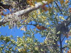 Chlorophonia elegantissima