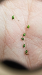 Kellochloa verrucosa