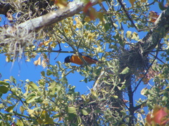 Chlorophonia elegantissima