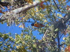 Chlorophonia elegantissima