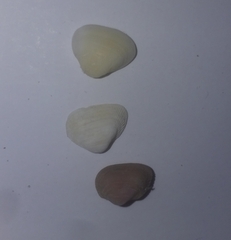 Striarca lactea