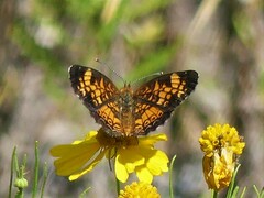 Phyciodes tharos