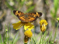 Phyciodes tharos