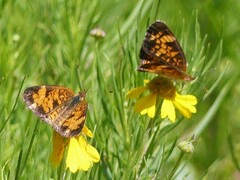 Phyciodes tharos