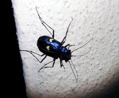 Oxycheila tristis