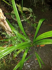 Liliales