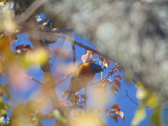 Chlorophonia elegantissima