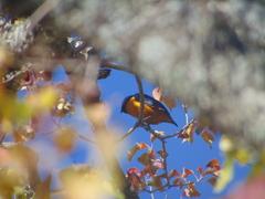 Chlorophonia elegantissima
