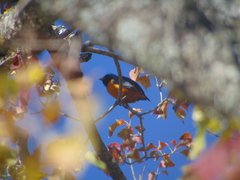 Chlorophonia elegantissima