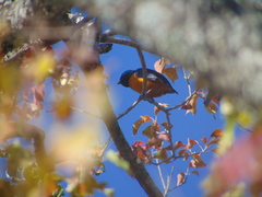 Chlorophonia elegantissima