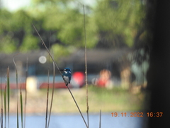 Alcedo coerulescens